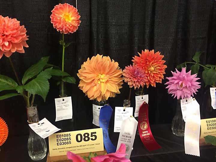 NC-Zinnias