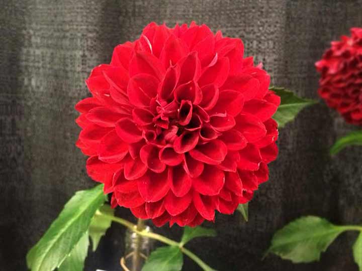 Perfect-Zinnia