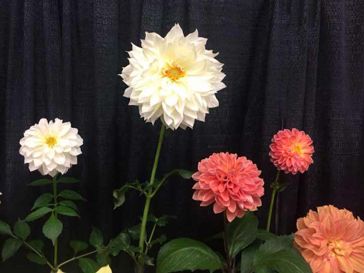 Zinnia-entries-2