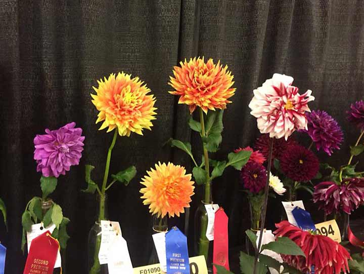 Zinnia-entries-3