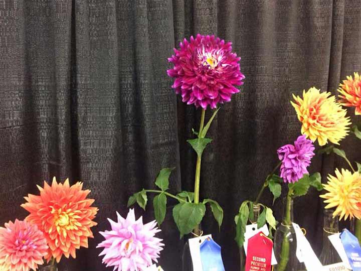 Zinnia-entries